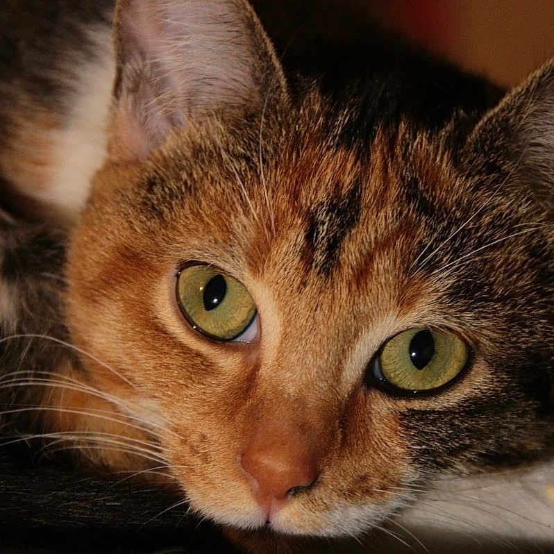 Nala participe au concours pour gagner de l'argent avec cette photo : cat, tabby_cat, pet, animal, feline, close_up, portrait, green_eyes, whiskers, ears, fur, striped_fur, brown_fur, orange_fur, black_fur, white_fur, indoor, lying_down, resting, photography