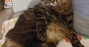 Furry is registered to the contest to win money with this photo: cat, tabby, feline, pet, indoor, fluffy, relaxed, sofa, blanket, rainbow_pattern, yellow_eyes, fur, whiskers, paw, couch, home, cozy, resting, animal, mammal