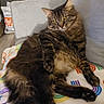 cat, tabby, feline, pet, indoor, fluffy, relaxed, sofa, blanket, rainbow_pattern, yellow_eyes, fur, whiskers, paw, couch, home, cozy, resting, animal, mammal