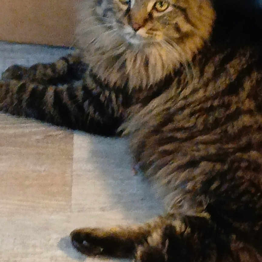 Furry