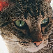 Juneau is registered to the contest to win money with this photo: animal, cat, close_up, cute, daylight, domestic_cat, ears, face, feline, fur, green_eyes, looking_away, mammal, nature, nose, outdoor, pet, portrait, tabby_cat, whiskers