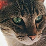 animal, cat, close_up, cute, daylight, domestic_cat, ears, face, feline, fur, green_eyes, looking_away, mammal, nature, nose, outdoor, pet, portrait, tabby_cat, whiskers