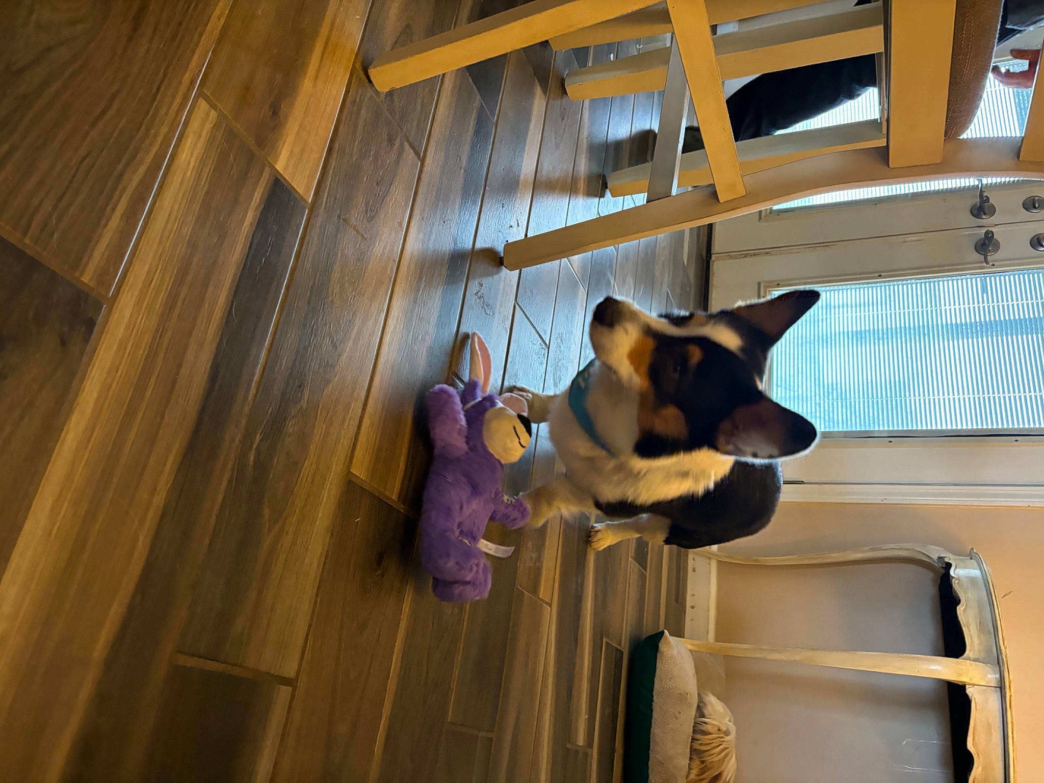 Arlo joined the competition — help win amazing prizes! building, ceiling, daylighting, fawn, flooring, fun, hardwood, house, leisure, lumber, plywood, room, sunglasses, wood, wood_flooring, wood_stain