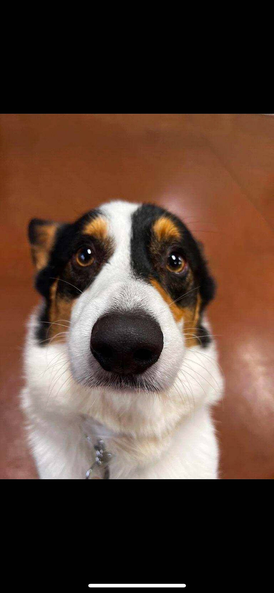 Arlo is registered to the contest to win money with this photo: canidae, carnivore, companion_dog, dog, dog_breed, fur, plant, sporting_group, terrestrial_animal, whiskers, working_animal, working_dog