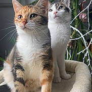 Nala Et Angel a rejoint le concours — aidez-le/la à gagner de superbes lots ! cat, kitten, indoor, plant, feline, pet, fur, whiskers, ears, eyes, resting_place, curious, soft_texture, domestic_animal, companion, cute, two_animals, close_up, natural_light, home