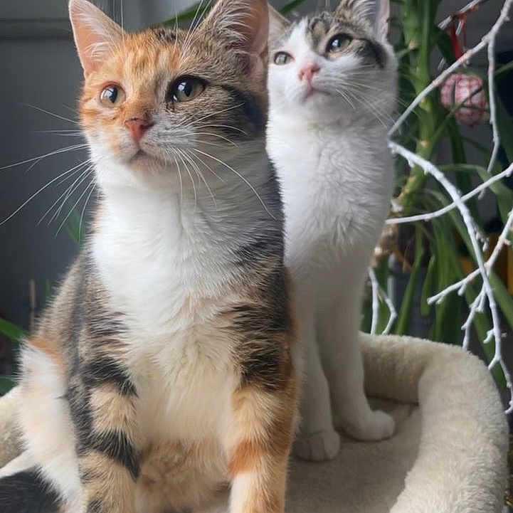 Nala Et Angel a rejoint le concours — aidez-le/la à gagner de superbes lots ! cat, close_up, companion, curious, cute, domestic_animal, ears, eyes, feline, fur, home, indoor, kitten, natural_light, pet, plant, resting_place, soft_texture, two_animals, whiskers