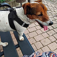 Pimenta a rejoint le concours — aidez-le/la à gagner de superbes lots ! dog, canine, harness, leash, bench, paw, tongue, pavement, brick_pavers, sidewalk, outdoor, street, pet, portrait, fur, snout, close_up, seat, patterned_cloth, greenery
