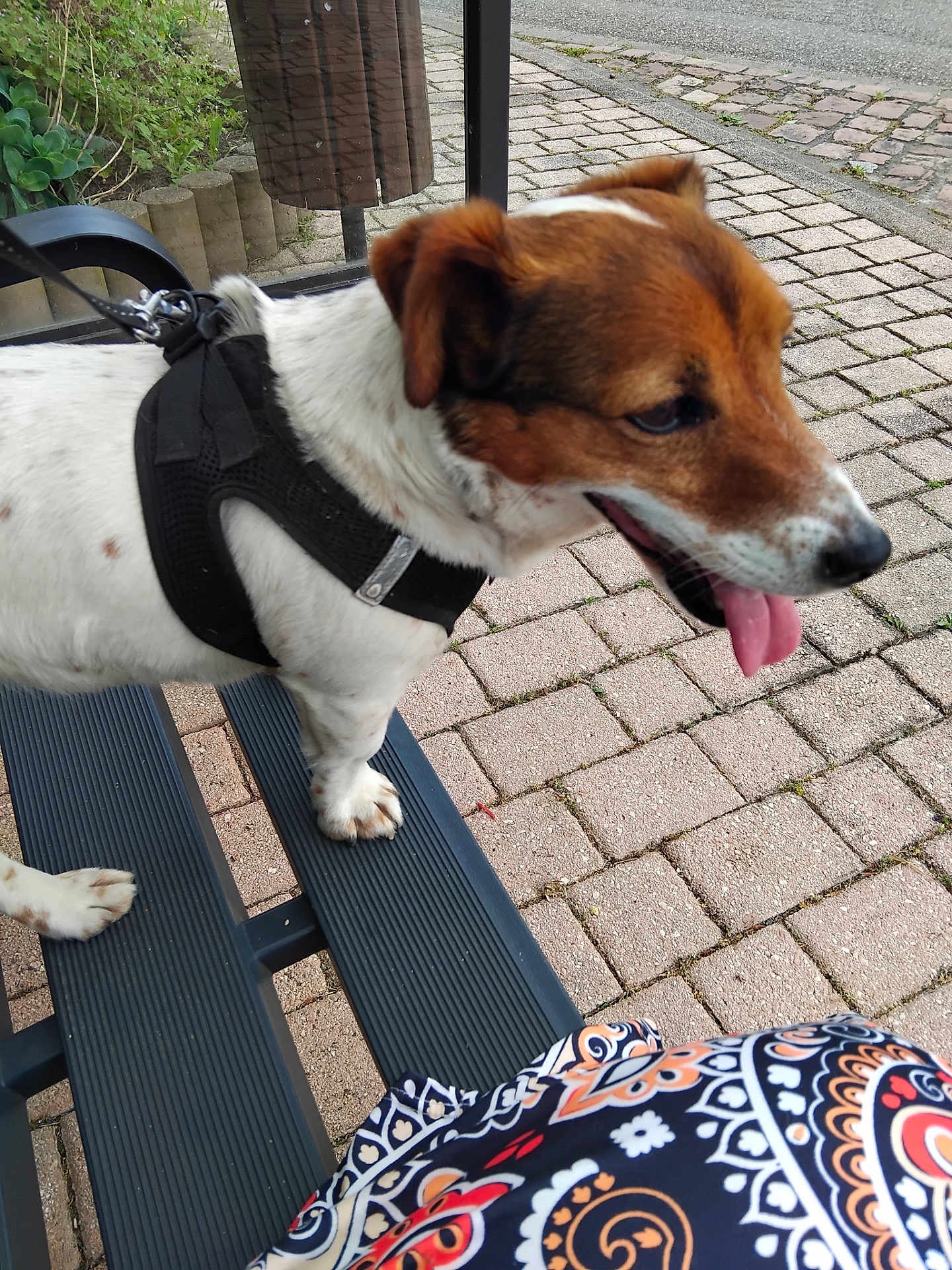 Pimenta a rejoint le concours — aidez-le/la à gagner de superbes lots ! dog, canine, harness, leash, bench, paw, tongue, pavement, brick_pavers, sidewalk, outdoor, street, pet, portrait, fur, snout, close_up, seat, patterned_cloth, greenery