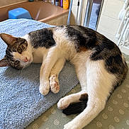 Alba a rejoint le concours — aidez-le/la à gagner de superbes lots ! cat, feline, pet, tabby_cat, white_fur, paw, paw_pads, towel, blue_towel, bathtub, bathroom, tiles, shampoo_bottles, relaxed, lying_down, indoor, whiskers, ears, tail, portrait