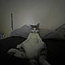 Maya Hermione Flores is registered to the contest to win money with this photo: cat, bed, pillow, indoor, animal, pet, relaxed, lounging, fur, whiskers, gray, white, legs, wall, hanging_items, collar, dark, shadow, furniture, sleepy