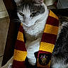 cat, animal, pet, scarf, gryffindor, striped_scarf, white_and_gray_cat, indoor, chair, feline, cozy, relaxed, close_up, portrait, knitted, fabric, soft_lighting, domestic_animal, cute, resting