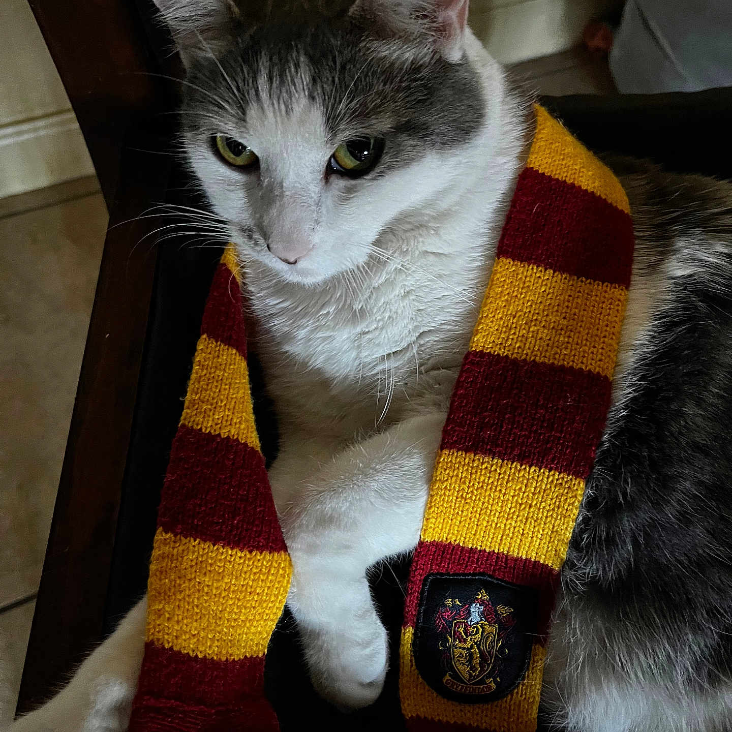 Maya Hermione Flores joined the competition — help win amazing prizes! cat, animal, pet, scarf, gryffindor, striped_scarf, white_and_gray_cat, indoor, chair, feline, cozy, relaxed, close_up, portrait, knitted, fabric, soft_lighting, domestic_animal, cute, resting