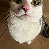 Maya Hermione Flores joined the competition — help win amazing prizes! cat, pet, animal, whiskers, nose, fur, eyes, close_up, curious, indoor, cute, feline, looking_up, pink_nose, white_fur, gray_fur, tabby, portrait, whiskers_fanned, floor