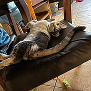 Maya Hermione Flores is registered to the contest to win money with this photo: cat, indoor, chair, lounge, furniture, tile_floor, pet, animal, black_leather, wooden_chair, toy, curious, relaxed, domestic, cute, playful, household, fur, tail, looking