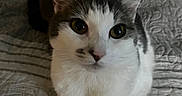 Maya Hermione Flores joined the competition — help win amazing prizes! cat, pet, animal, feline, white, gray, fur, whiskers, ears, eyes, bed, quilt, textured, indoor, closeup, front_paws, looking, curious, cute, domestic