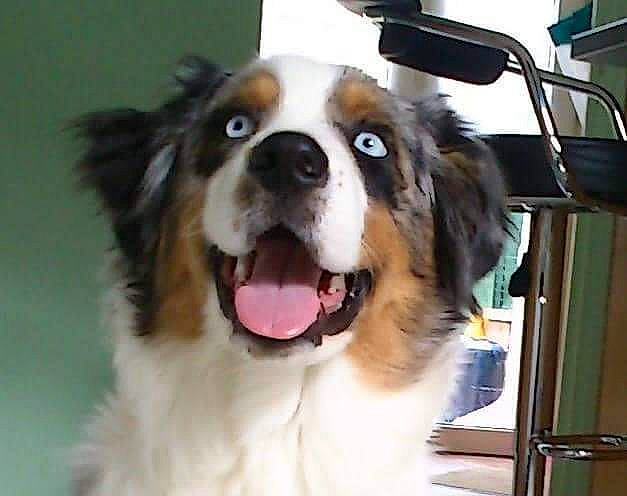 Sparrow a rejoint le concours — aidez-le/la à gagner de superbes lots ! australian_collie, australian_shepherd, bernese_mountain_dog, canidae, carnivore, companion_dog, dog, dog_breed, english_shepherd, giant_dog_breed, mammal, miniature_australian_shepherd, moscow_watchdog, nose, phalene, pyrenean_mastiff, snout, sporting_group, st_bernard, vertebrate