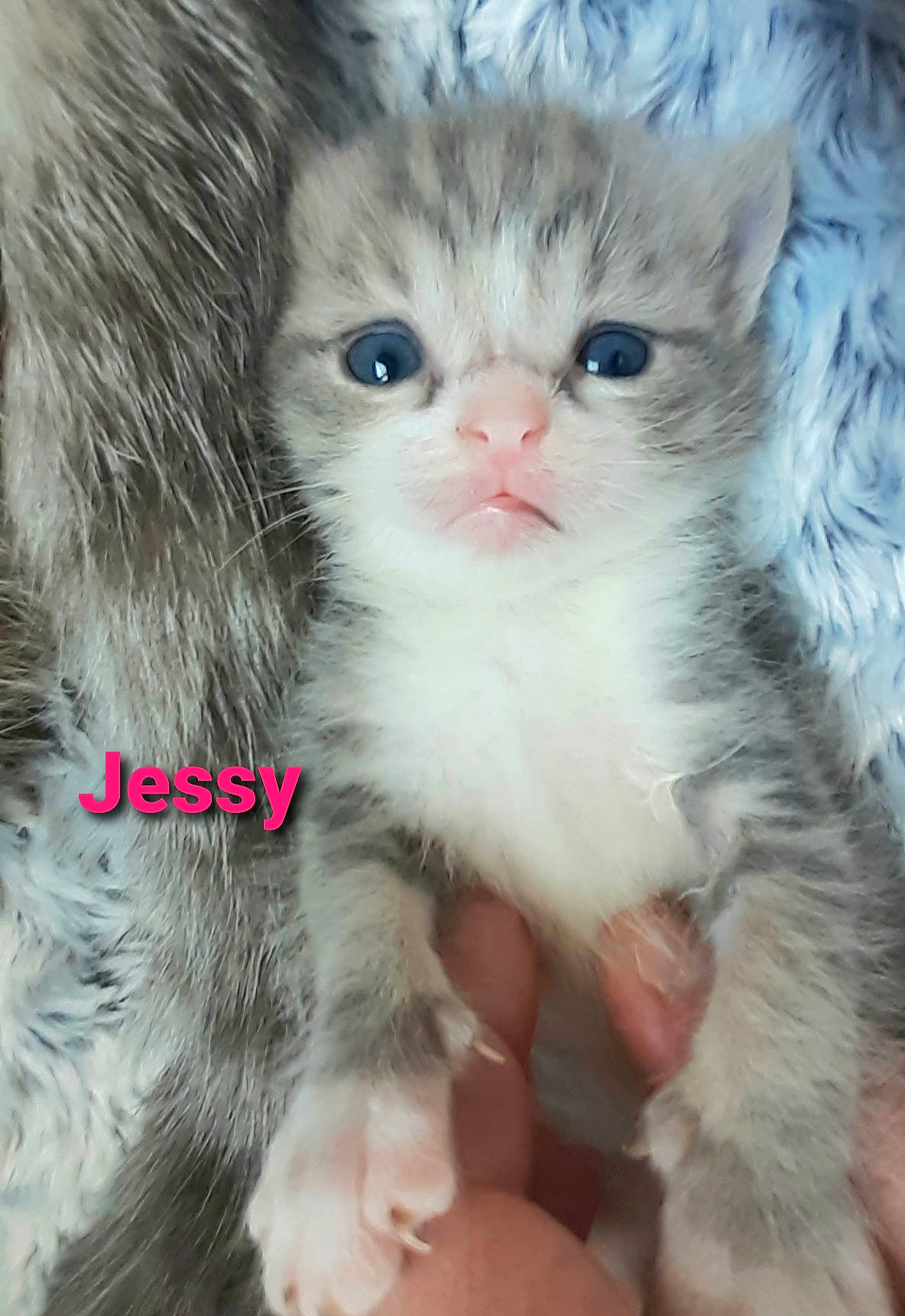Jessy