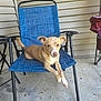 dog, chair, outdoor, porch, pet, animal, canine, relaxed, blue, tan, white, sitting, looking, curious, furniture, metal, concrete, home, daylight, casual