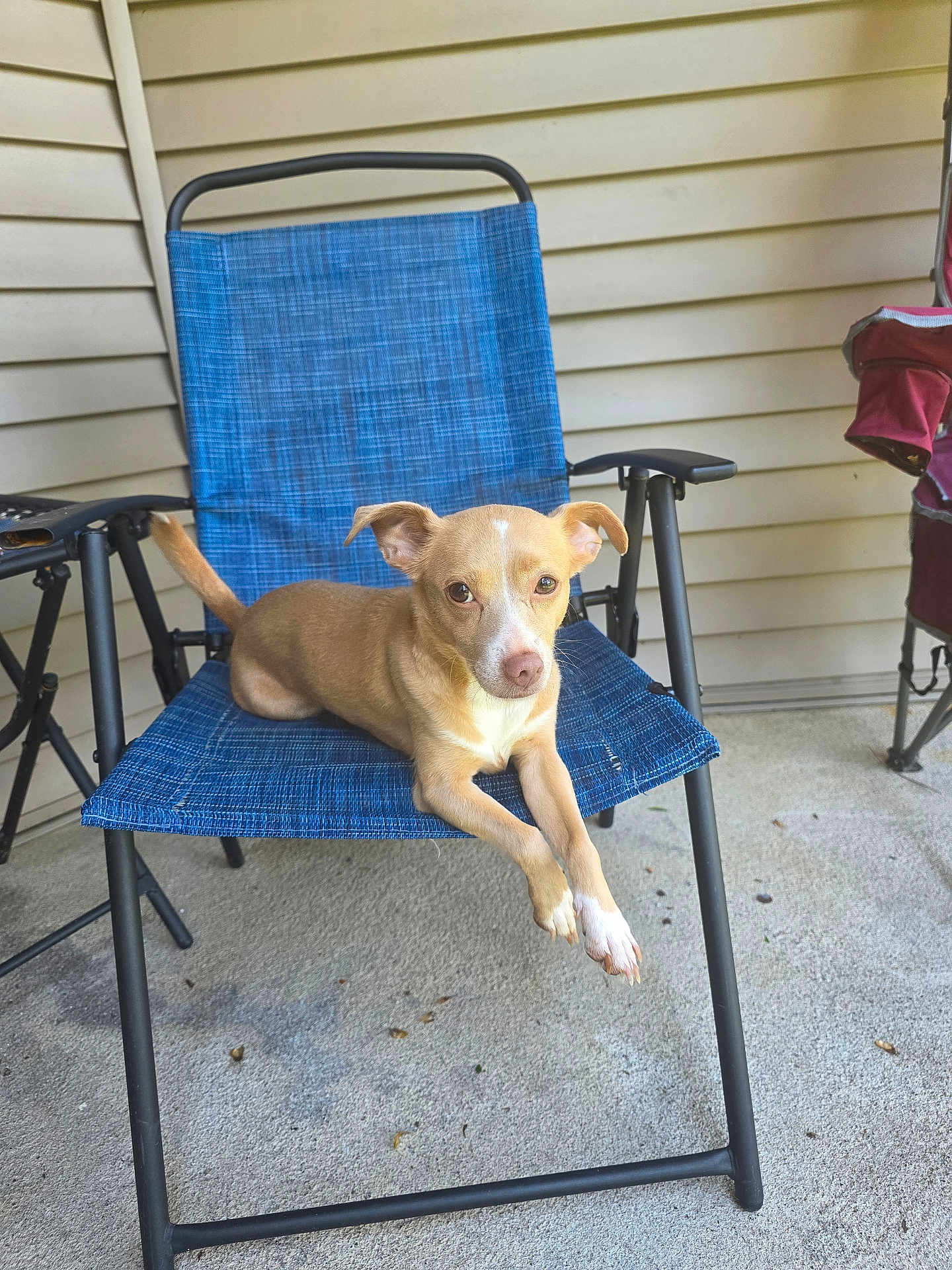 Princess joined the competition — help win amazing prizes! dog, chair, outdoor, porch, pet, animal, canine, relaxed, blue, tan, white, sitting, looking, curious, furniture, metal, concrete, home, daylight, casual