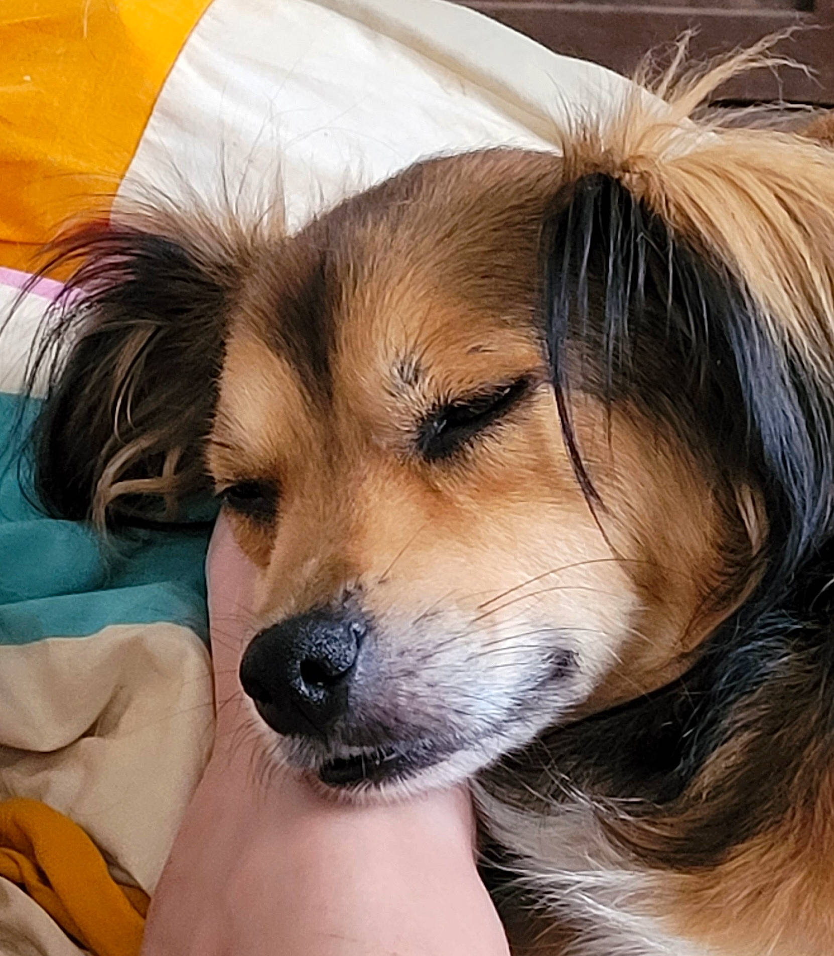 Nelson a rejoint le concours — aidez-le/la à gagner de superbes lots ! bangs, bored, canidae, carnivore, companion_dog, dog, dog_breed, ear, eye, fawn, fur, head, plant, snout, sporting_group, terrestrial_animal, toy_dog, whiskers, working_animal, working_dog