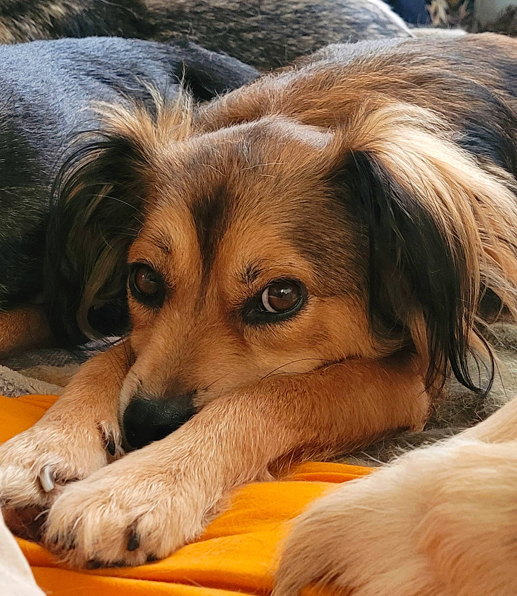 Nelson a rejoint le concours — aidez-le/la à gagner de superbes lots ! canidae, carnivore, close_up, comfort, companion_dog, dog, dog_breed, ear, fawn, fur, liver, nap, paw, puppy, snout, sporting_group, terrestrial_animal, whiskers, wildlife, working_animal