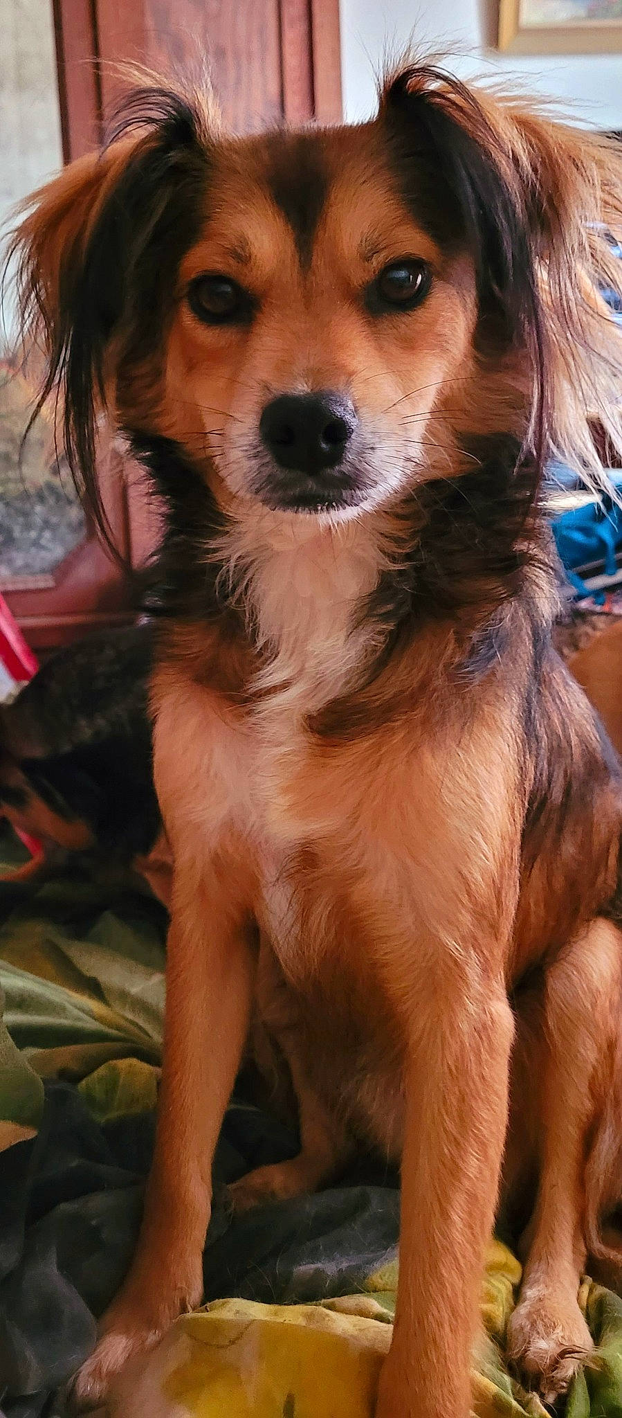 Nelson participe au concours pour gagner de l'argent avec cette photo : canidae, carnivore, companion_dog, dog, dog_breed, fawn, fur, liver, photography, snout, sporting_group, whiskers, working_animal, working_dog