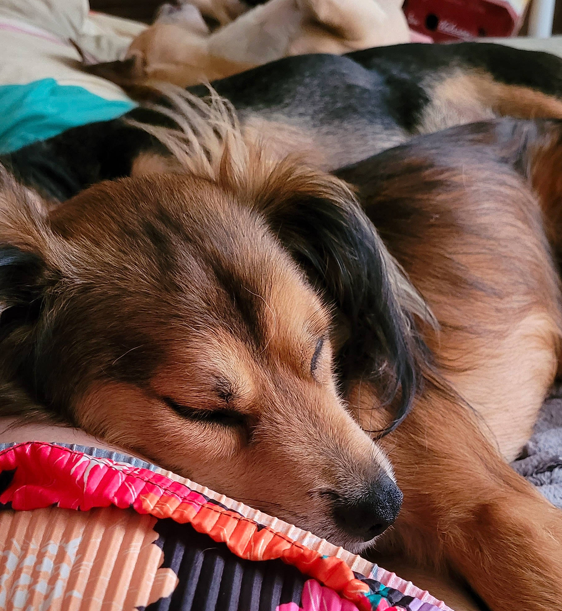 Nelson a rejoint le concours — aidez-le/la à gagner de superbes lots ! canidae, carnivore, companion_dog, dog, dog_breed, fawn, fur, happy, liver, love, nap, paw, puppy_love, sleep, snout, sporting_group, toy_dog, whiskers, working_animal