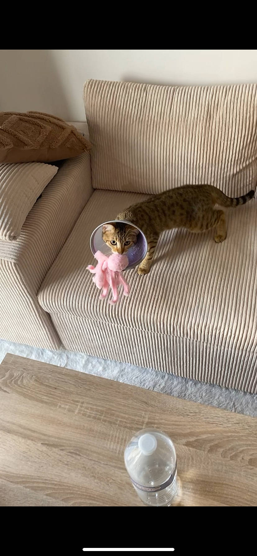 Nala participe au concours pour gagner de l'argent avec cette photo : animal, architecture, building, cat, chair, couch, cushion, furniture, hardwood, homedecor, indoors, interiordesign, kitten, livingroom, person, pet, photography, room, sleeping, wood