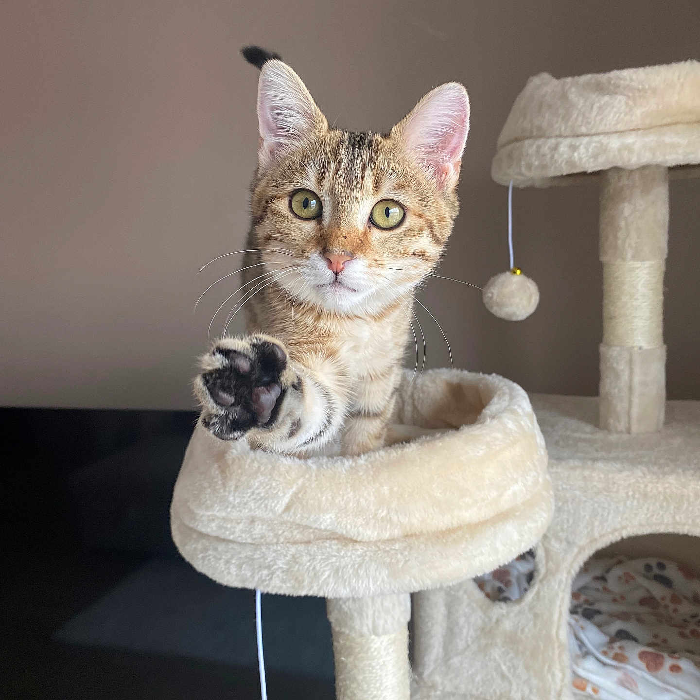 Nala a rejoint le concours — aidez-le/la à gagner de superbes lots ! abyssinian, angora, animal, barstool, cat, chair, countryside, cushion, egyptiancat, furniture, homedecor, kitten, linen, manx, nature, outdoors, pet, siamese, straw, wood