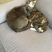 Grizou Et Nala participe au concours pour gagner de l'argent avec cette photo : cat, cats, feline, pet, sleeping, curled_up, calico, gray_cat, couch, indoor, cozy, resting, fur, tail, ears, whiskers, close_up, companion, cute, domestic_animal