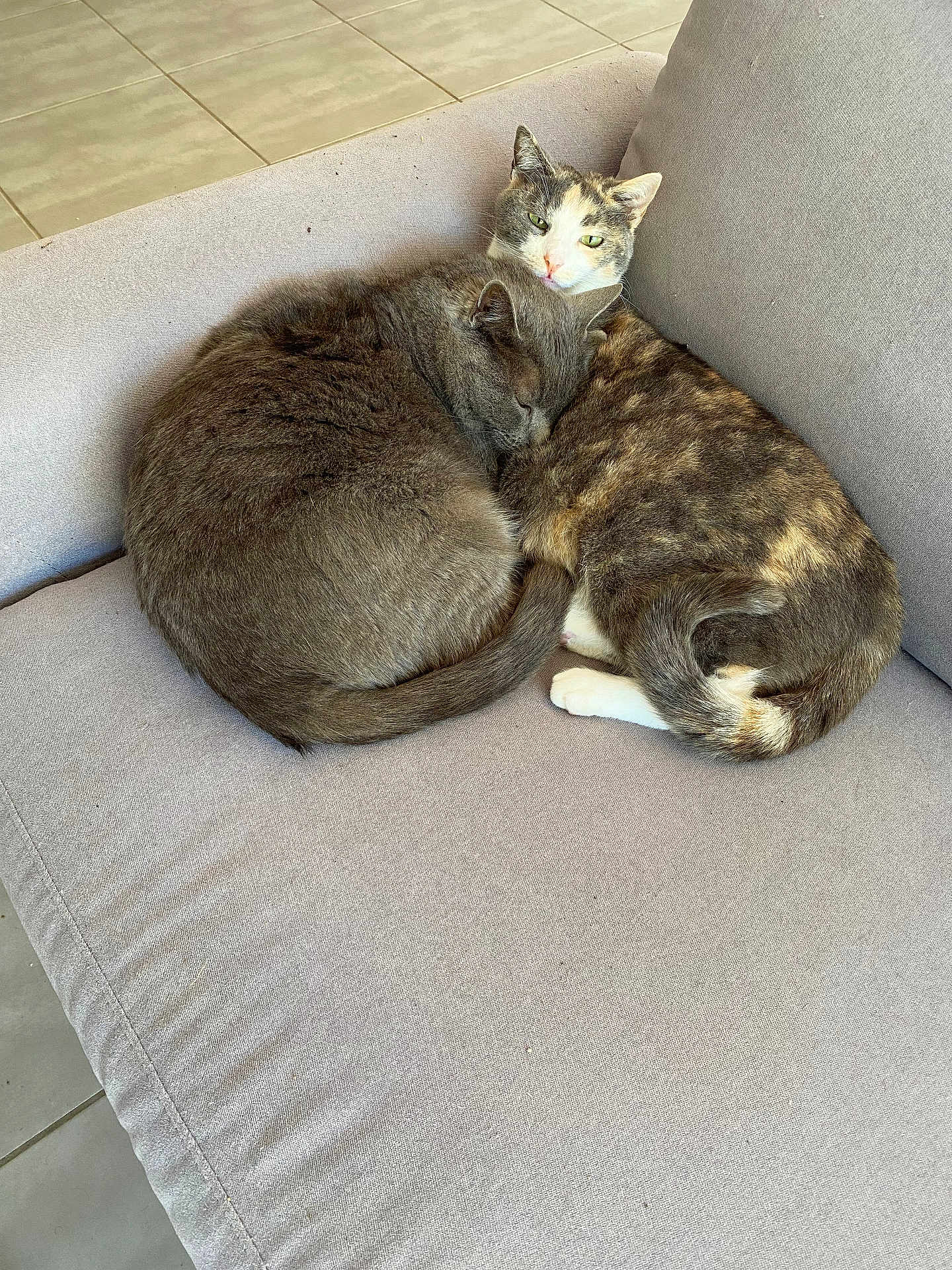 Grizou Et Nala participe au concours pour gagner de l'argent avec cette photo : cat, cats, feline, pet, sleeping, curled_up, calico, gray_cat, couch, indoor, cozy, resting, fur, tail, ears, whiskers, close_up, companion, cute, domestic_animal