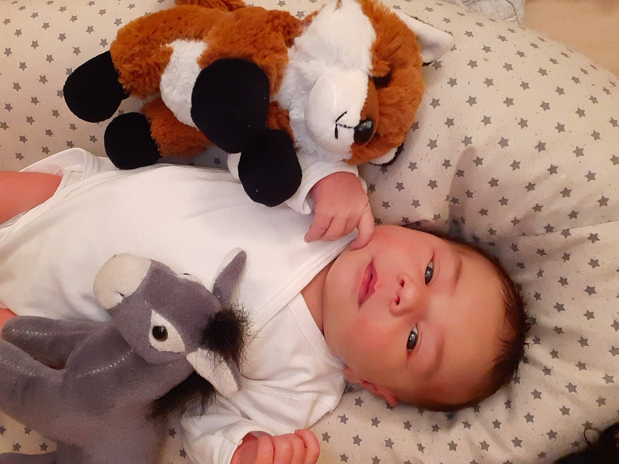 Clary a rejoint le concours — aidez-le/la à gagner de superbes lots ! baby, baby_sleeping, bed, bedtime, birth, cat, child, ear, fawn, felidae, nap, nose, person, play, plush, skin, sleep, stuffed_toy, toddler, toy