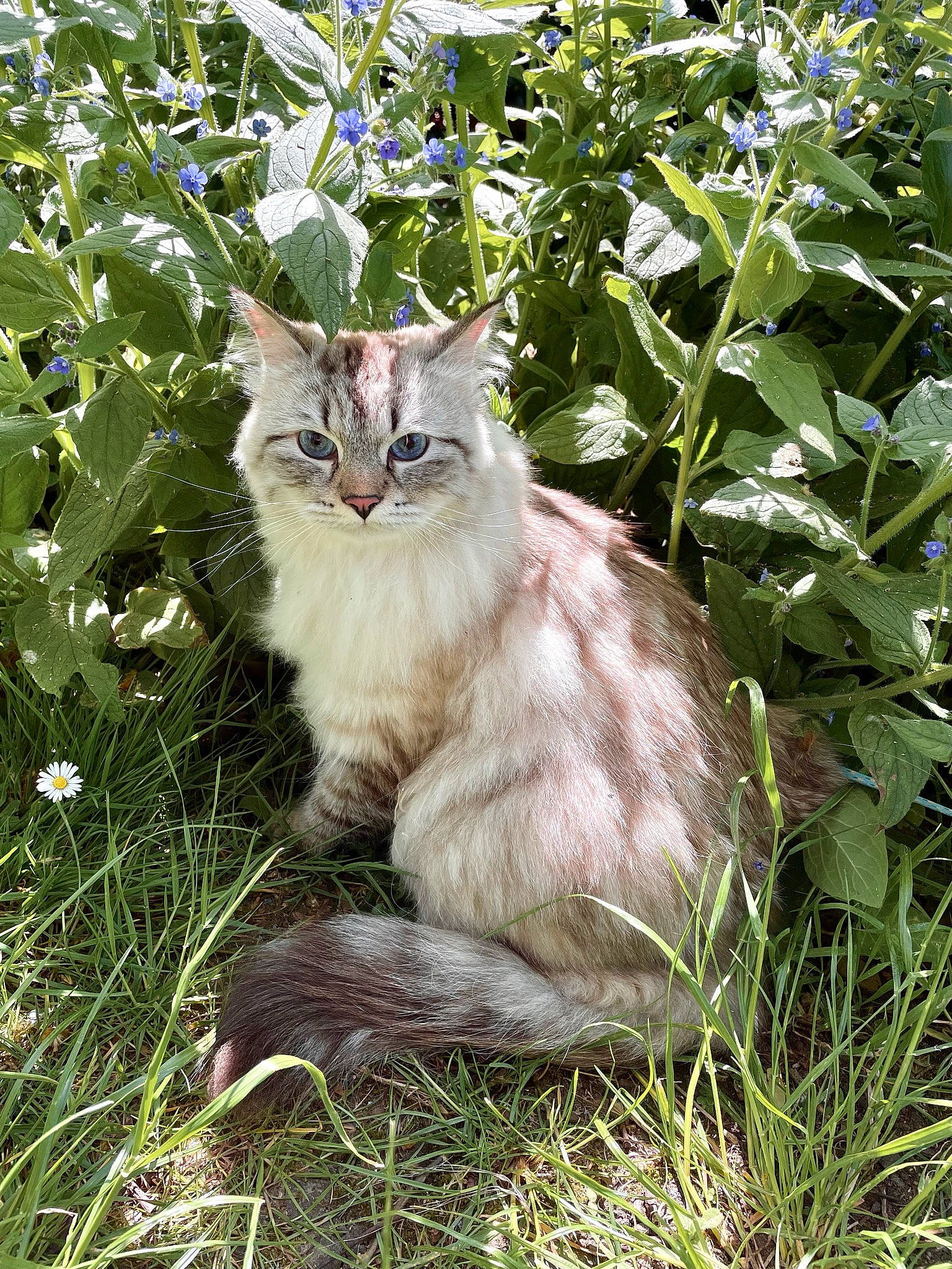 Hunter is registered to the contest to win money with this photo: carnivore, cat, domestic_short_haired_cat, eye, fang, fawn, felidae, flowering_plant, fur, grass, groundcover, herbaceous_plant, maine_coon, plant, small_to_medium_sized_cats, snout, tail, terrestrial_animal, whiskers, wildlife