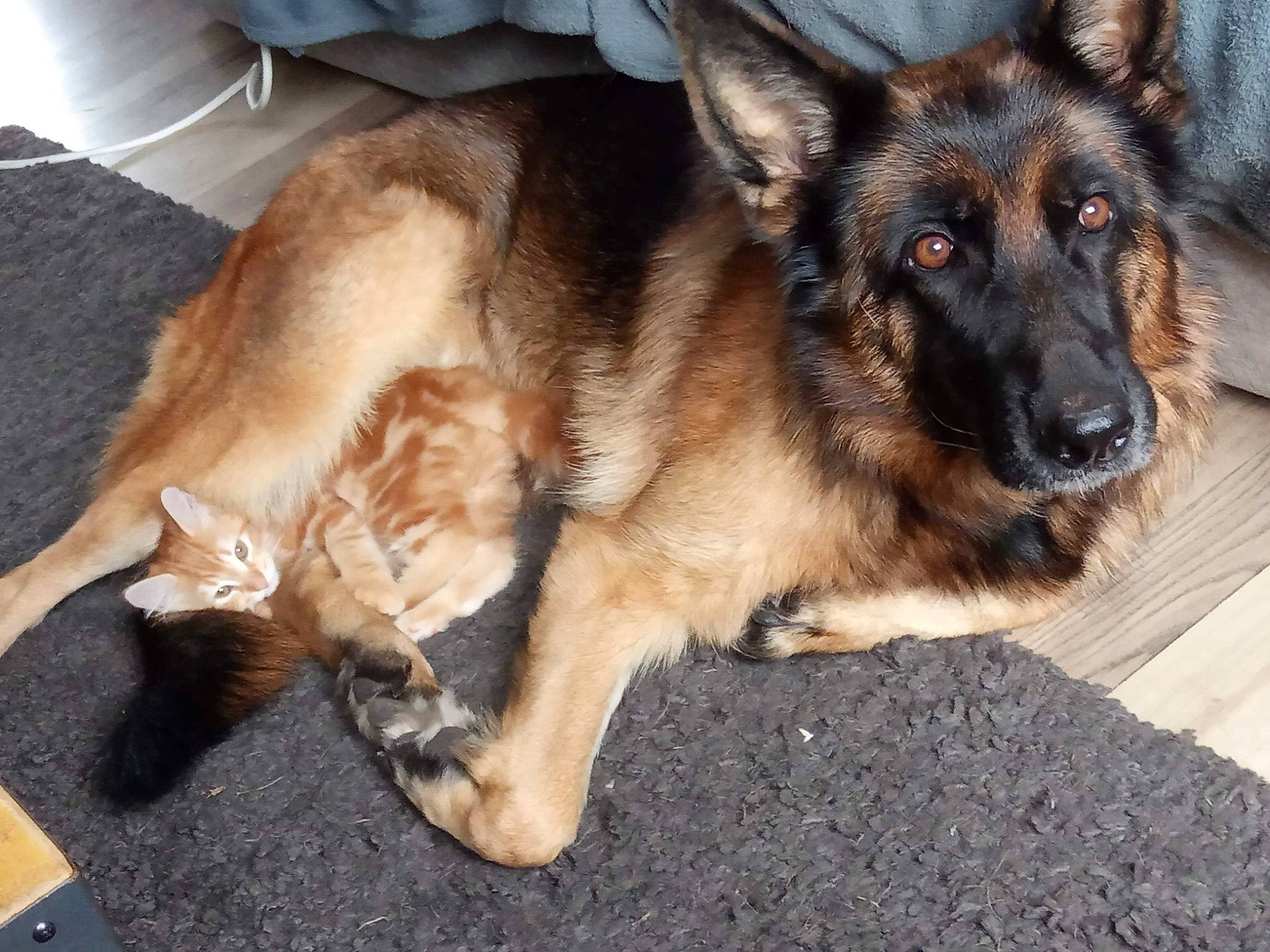 Moon participe au concours pour gagner de l'argent avec cette photo : carnivore, companion_dog, dog, dog_breed, east_european_shepherd, fur, german_shepherd_dog, guard_dog, herding_dog, king_shepherd, old_german_shepherd_dog, paw, snout, sporting_group, terrestrial_animal, whiskers, working_dog