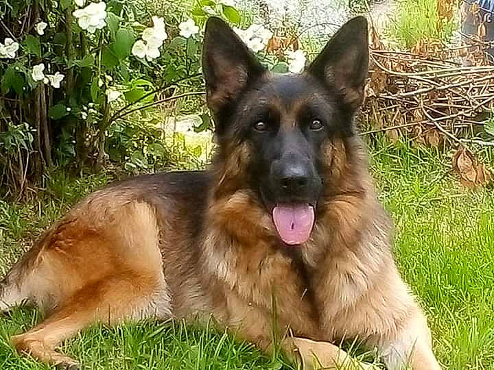 Moon a rejoint le concours — aidez-le/la à gagner de superbes lots ! belgian_shepherd_malinois, carnivore, companion_dog, dog, dog_breed, east_european_shepherd, flower, german_shepherd_dog, grass, guard_dog, herding_dog, king_shepherd, old_german_shepherd_dog, plant, snout, sporting_group, terrestrial_animal, tervuren, working_dog