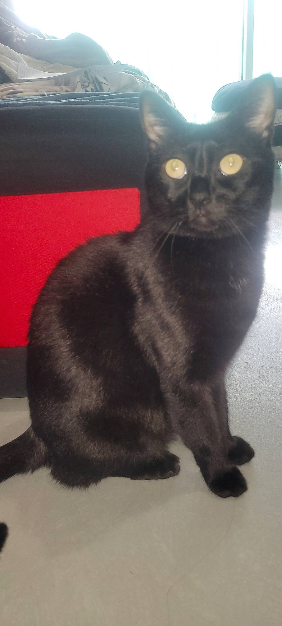 Marley participe au concours pour gagner de l'argent avec cette photo : black_cat, bombay, carnivore, cat, claw, domestic_short_haired_cat, felidae, fur, havana_brown, paw, small_to_medium_sized_cats, snout, tail, terrestrial_animal, whiskers, window