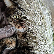 Tiger participe au concours pour gagner de l'argent avec cette photo : cat, tabby_cat, animal, pet, whiskers, eye, plant, feathery_plant, blanket, cozy, texture, fur, closeup, curious, hide_and_seek, soft, indoor, nature, brown, striped