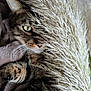 cat, tabby_cat, animal, pet, whiskers, eye, plant, feathery_plant, blanket, cozy, texture, fur, closeup, curious, hide_and_seek, soft, indoor, nature, brown, striped