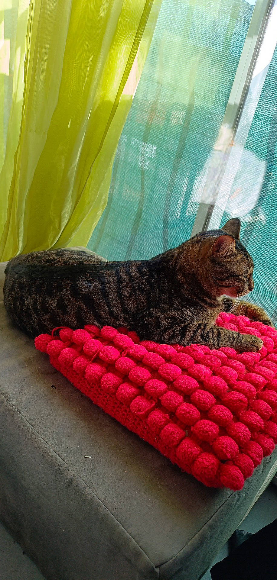 Tiger participe au concours pour gagner de l'argent avec cette photo : carnivore, cat, comfort, couch, domestic_short_haired_cat, fawn, felidae, fur, grass, linens, magenta, nap, small_to_medium_sized_cats, studio_couch, tail, terrestrial_animal, textile, tints_and_shades, whiskers, wood