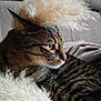 cat, tabby_cat, fluffy, pampas_grass, couch, indoor, pet, fur, relaxed, green_eyes, plant, feathers, close_up, portrait, animal, whiskers, domestic_cat, soft_texture, cozy, side_view