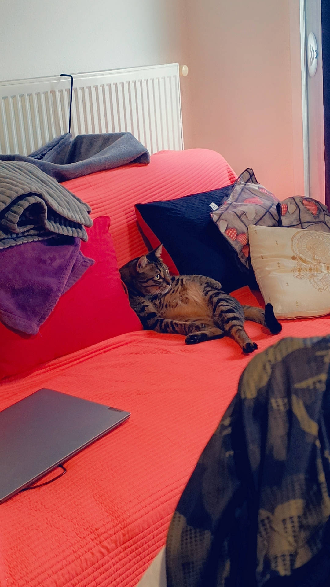 Tiger a rejoint le concours — aidez-le/la à gagner de superbes lots ! bed, bed_frame, bed_sheet, bedding, bedroom, carnivore, comfort, felidae, floor, flooring, house, linens, orange, pattern, pillow, room, textile, throw_pillow, tints_and_shades, wood