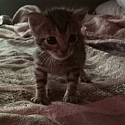Lady Mcfluff is registered to the contest to win money with this photo: kitten, cat, animal, pet, fur, whiskers, bed, blanket, indoor, small, cute, young, striped, tabby, texture, soft, feline, curious, dim_light, close_up