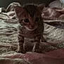 kitten, cat, animal, pet, fur, whiskers, bed, blanket, indoor, small, cute, young, striped, tabby, texture, soft, feline, curious, dim_light, close_up