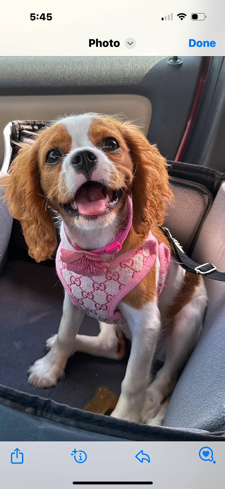 Lilabet joined the competition — help win amazing prizes! canidae, car_seat, car_seat_cover, carnivore, companion_dog, dog, dog_breed, dog_clothes, dog_supply, fawn, fur, liver, pet_supply, pink, snout, sporting_group, toy_dog, vehicle, vehicle_door, whiskers