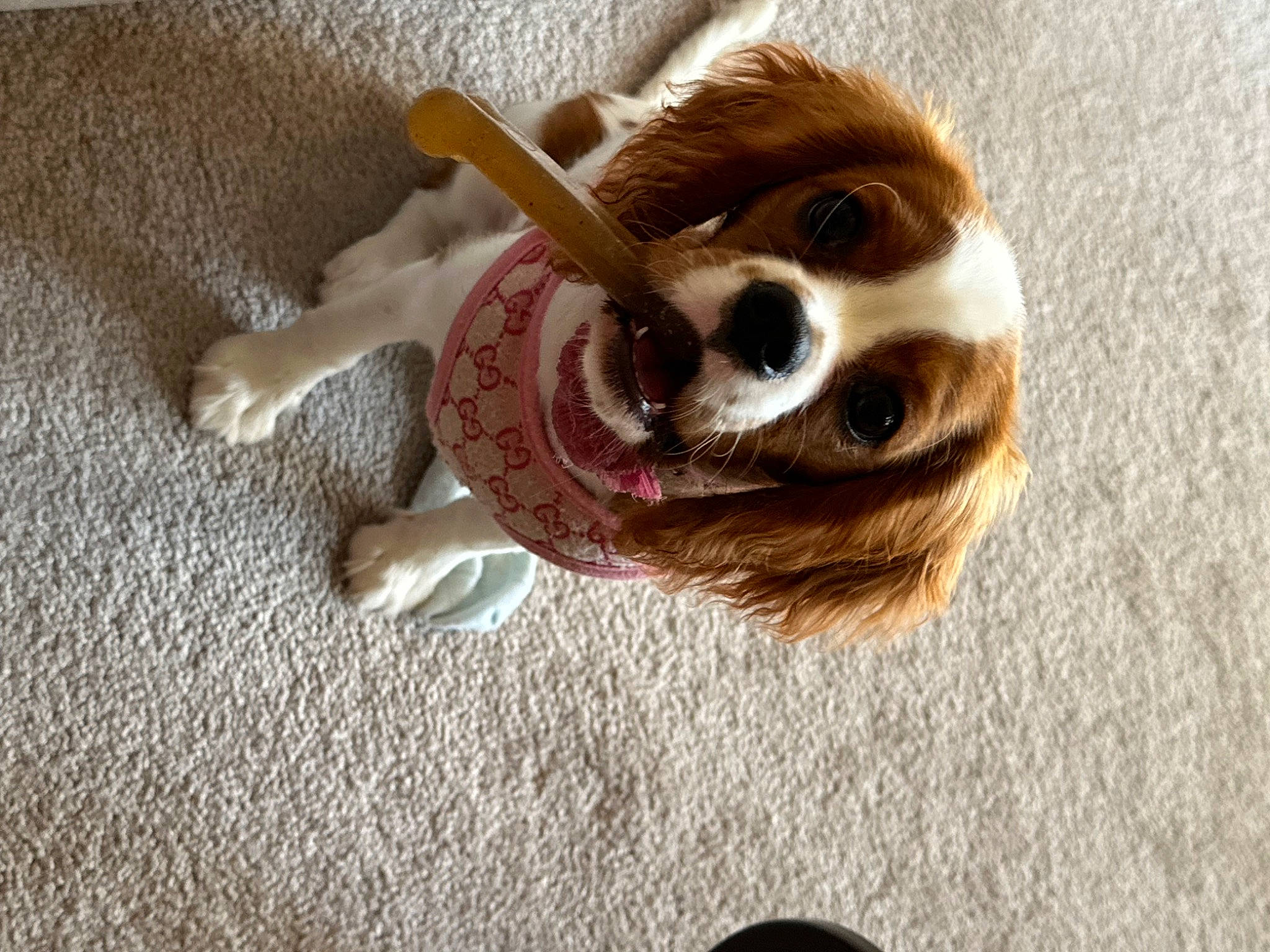 Lilabet joined the competition — help win amazing prizes! baby_toys, canidae, companion_dog, dog_breed, dog_toy, fashion_accessory, fawn, flooring, fur, gesture, happy, paw, plush, snout, sporting_group, stuffed_toy, tail, toy, whiskers, wood