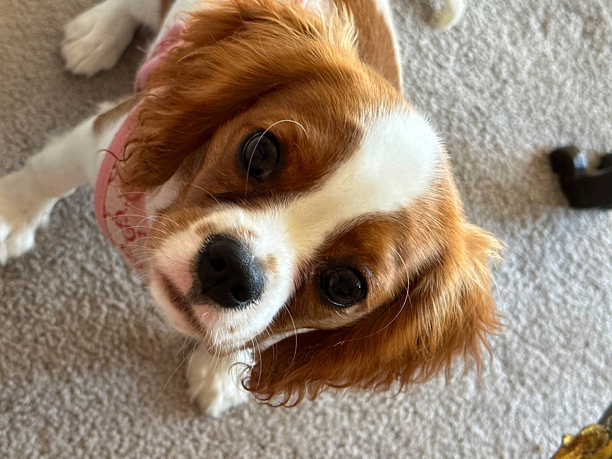 Lilabet joined the competition — help win amazing prizes! carnivore, cavalier_king_charles_spaniel, companion_dog, corgi_chihuahua, dog, dog_breed, fawn, fur, irishjacks, king_charles_spaniel, liver, puppy, snout, spaniel, terrestrial_animal, toy_dog, whiskers, wood, working_animal