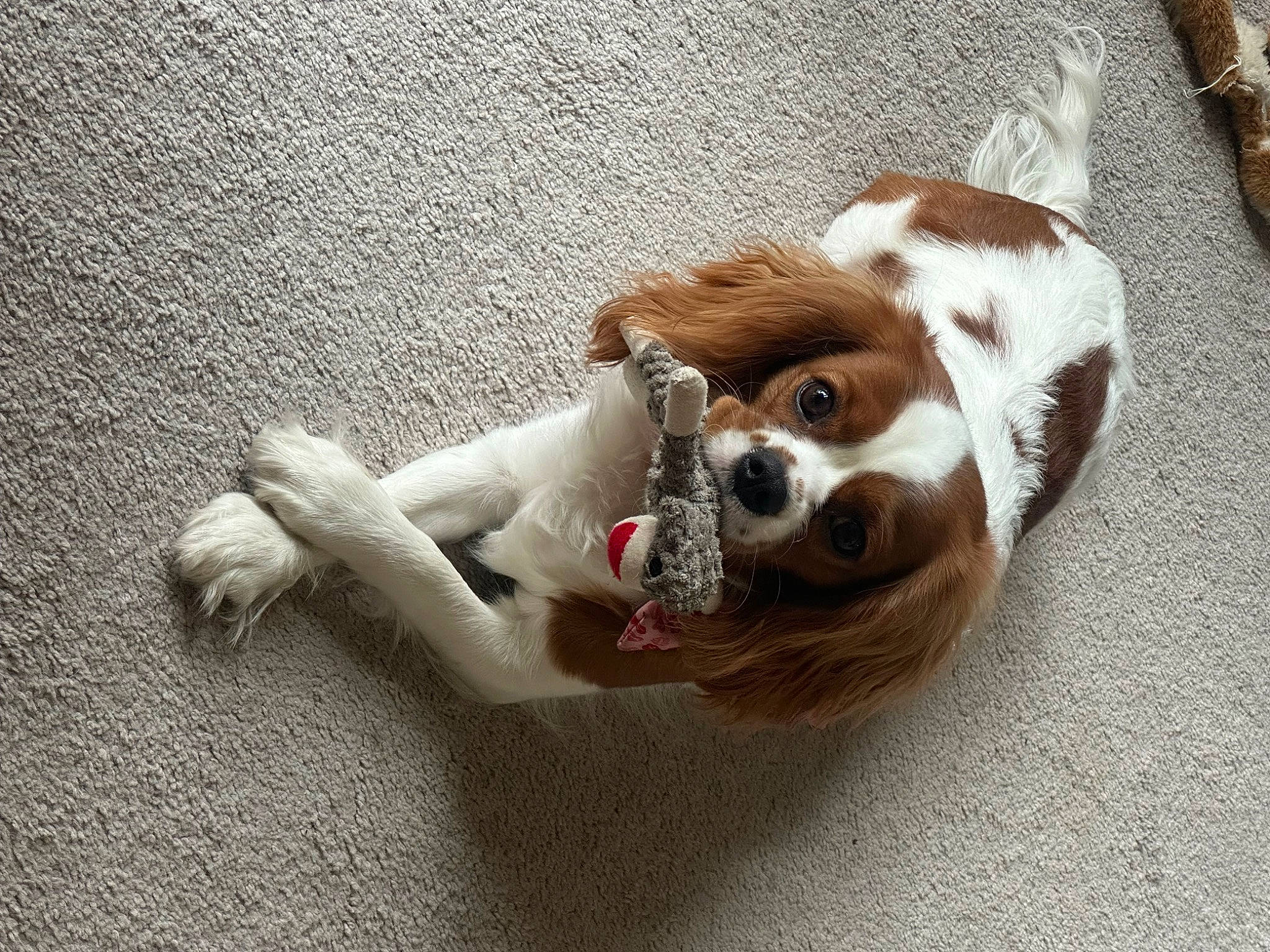 Lilabet is registered to the contest to win money with this photo: canidae, carnivore, cavalier_king_charles_spaniel, companion_dog, dog, dog_breed, dog_supply, fawn, felidae, fur, liver, paw, snout, sporting_group, stuffed_toy, tail, toy, toy_dog, whiskers, working_animal