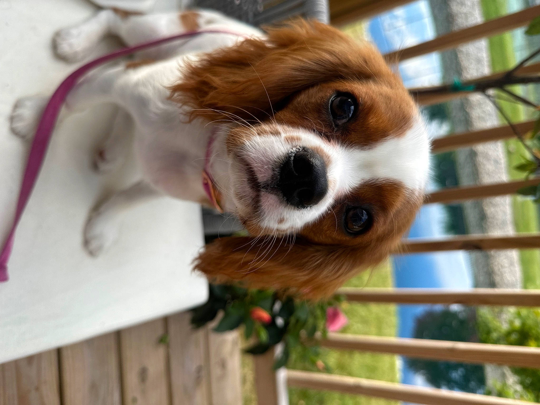 Lilabet joined the competition — help win amazing prizes! animal_shelter, canidae, carnivore, cavalier_king_charles_spaniel, companion_dog, dog_breed, fawn, fence, fur, liver, pet_supply, plant, red_panda, snout, sporting_group, terrestrial_animal, toy, whiskers, wildlife, wood