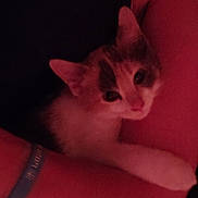 Littles joined the competition — help win amazing prizes! animal, arm, casual, cat, close_up, comfort, cozy, cuddle, dim_lighting, feline, fur, human, indoor, pet, red_tint, relaxation, resting, snuggle, soft_light, warm_colors