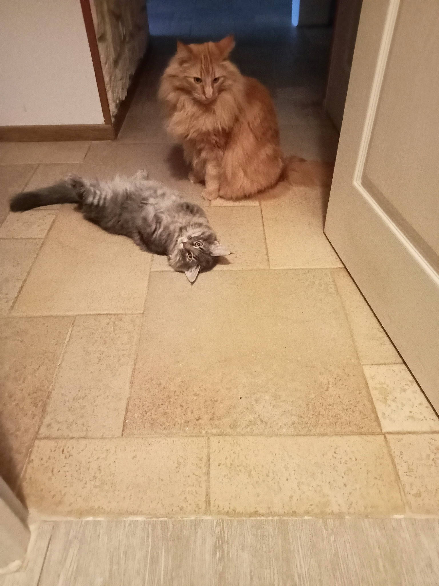 Ragnar Et Ugo participe au concours pour gagner de l'argent avec cette photo : carnivore, cat, comfort, domestic_short_haired_cat, fawn, felidae, floor, flooring, fur, grey, hardwood, human_leg, laminate_flooring, room, small_to_medium_sized_cats, tail, terrestrial_animal, whiskers, window, wood